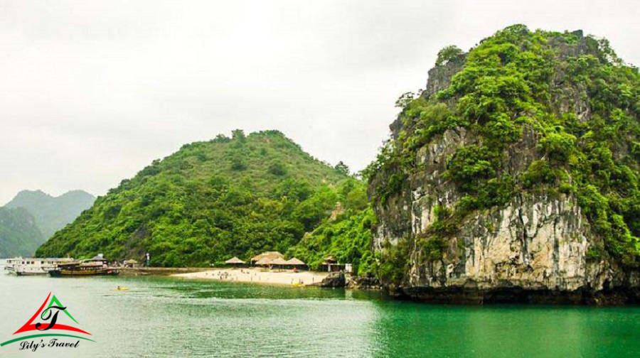 Soi Sim Island's name after the rose myrtle (“sim” in Vietnamese) - this plant is found across the island - Source: Internet