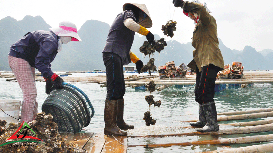 Fishing on Bai Tu Long Bay - Source: Internet