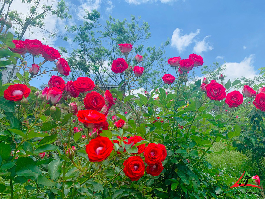 The biggest rose valley in Vietnam