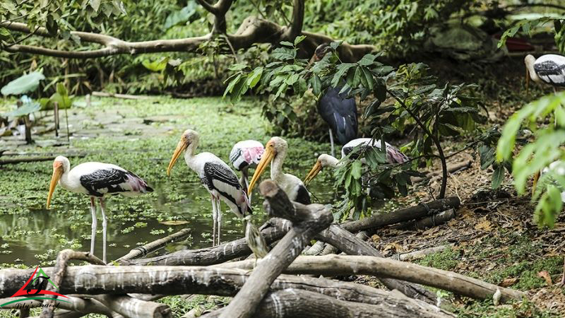 This place is one of the oldest amusement parks in Vietnam, and also the largest animal and plant conservation park in the city named after Uncle Ho. 