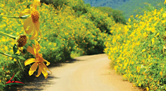 Roads of wild sunflowers