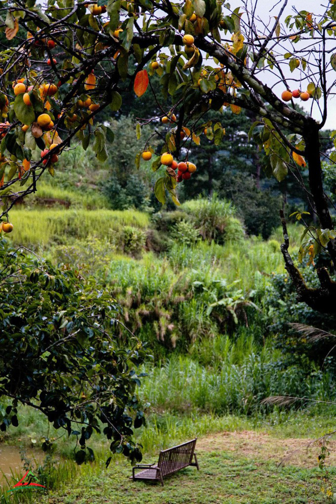 The ripe persimmon season in Dalat