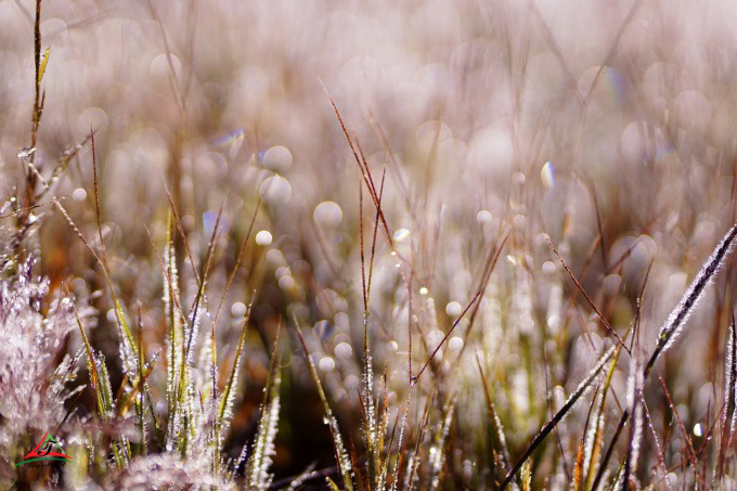 Typical pink grass in Dalat