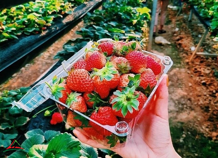 Strawberry in Dalat