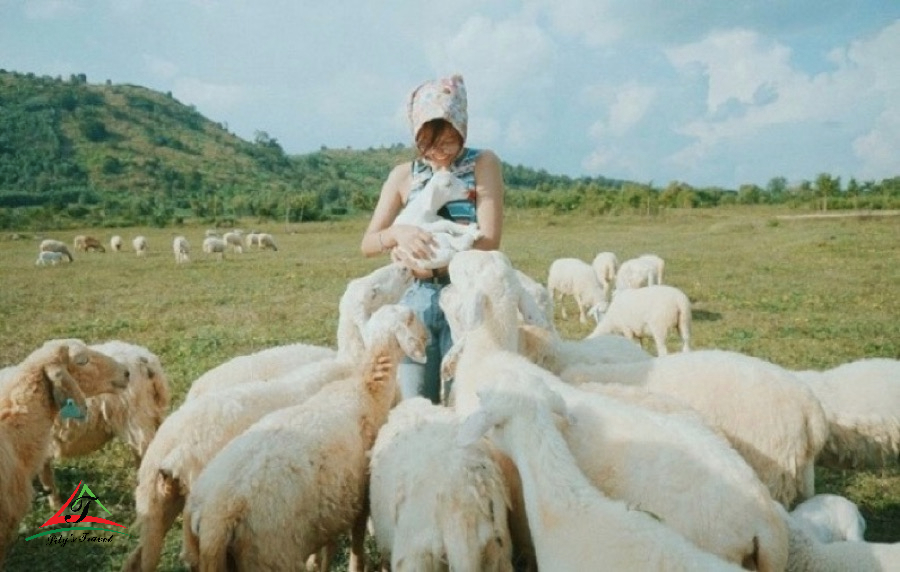 Suoi Nghe Sheep Field