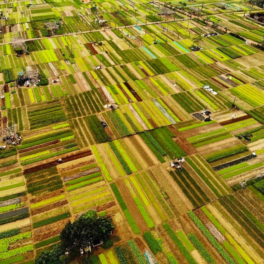 Tra Que Vegetable Village