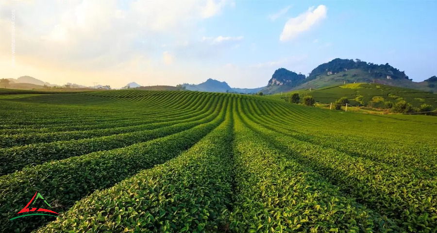 Moc Chau Plateau