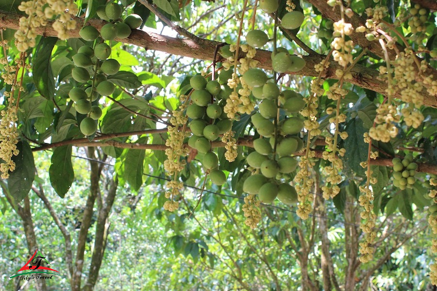 Trung An Fruit Garden