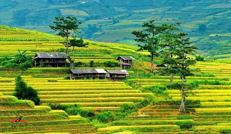 Mu Cang Chai