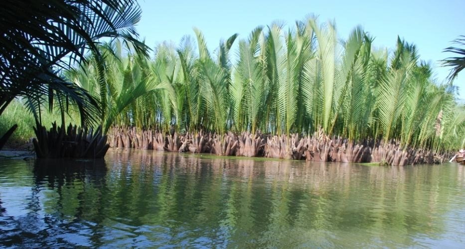 Bay Mau coconut forest