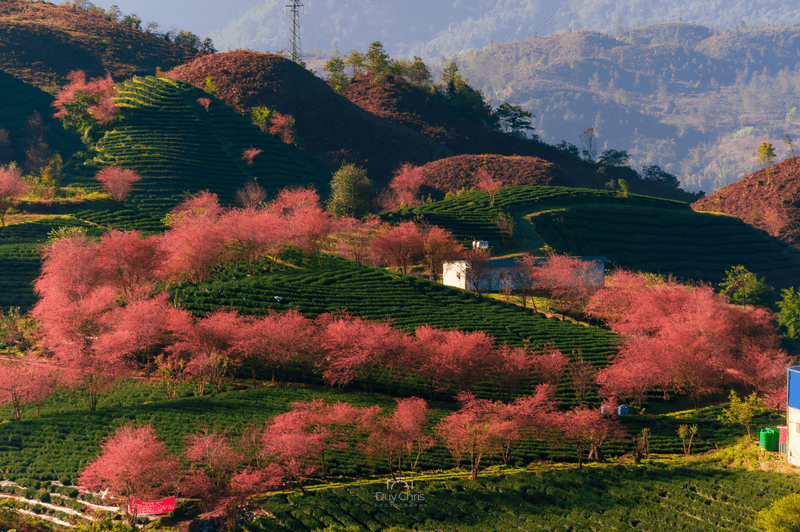 Sapa In Spring 