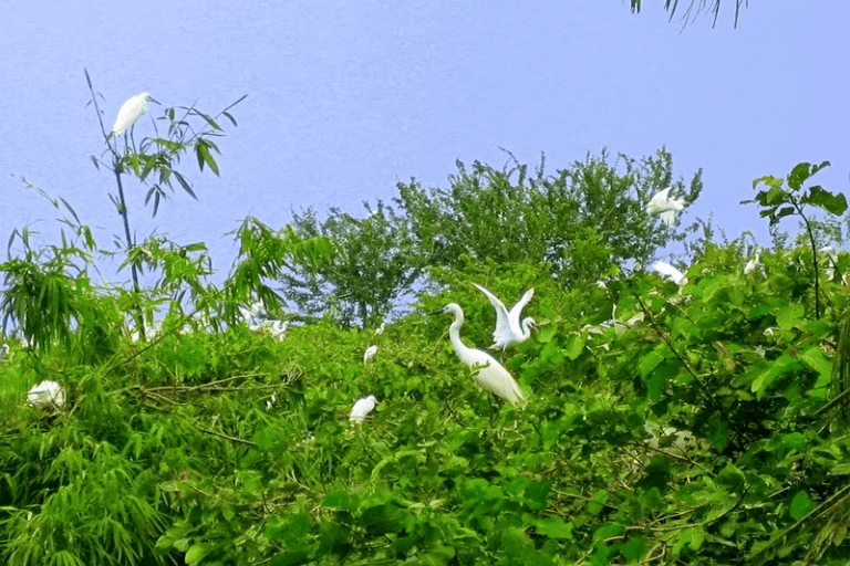 Bang Lang Stork Garden - Can Tho Bird Sanctuary