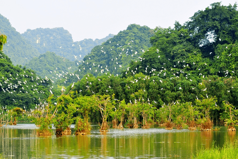 Explore the Enchanting Thung Nham Bird Sanctuary