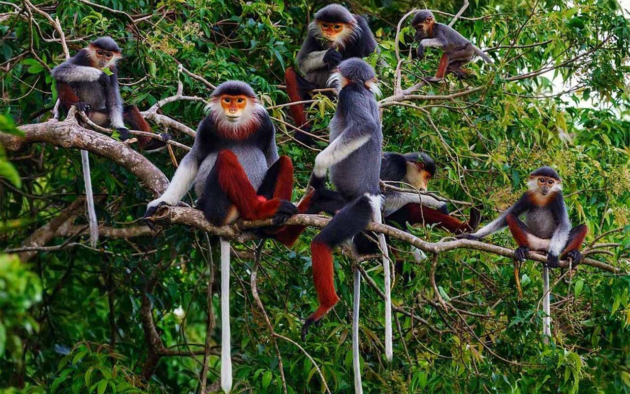 Trekking in Cuc Phuong National Park