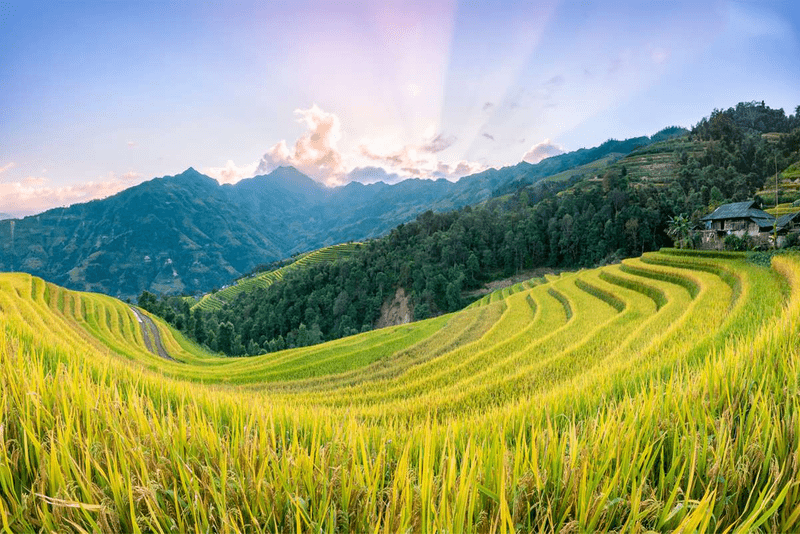 Embark on a scenic journey to Hoang Su Phi Terraced Fields