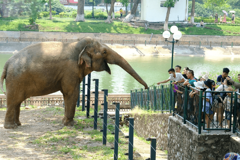 The Thu Le park Zoo