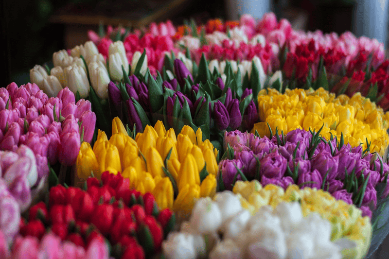 Tips for first-time visitors to Quang Ba flower market 