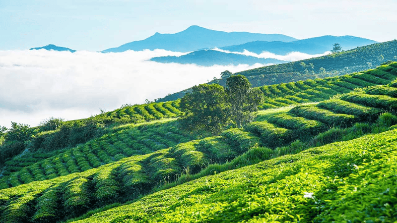 Immerse yourself in the greenery of Cau Dat Tea Hill