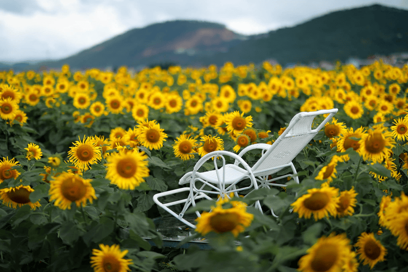 The Sunflower Garden at Ta Nung Pass: