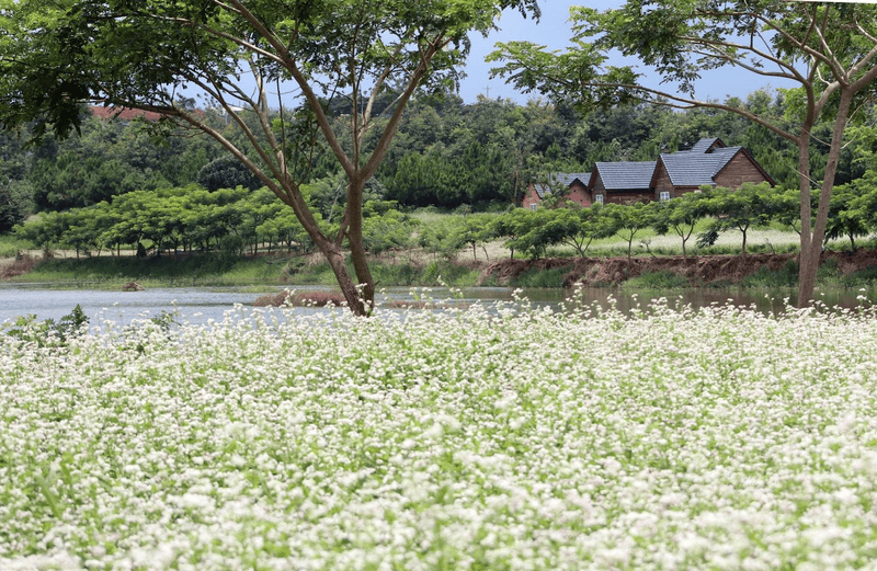 Dalat Triangle Flower Garden in Ta Nung: