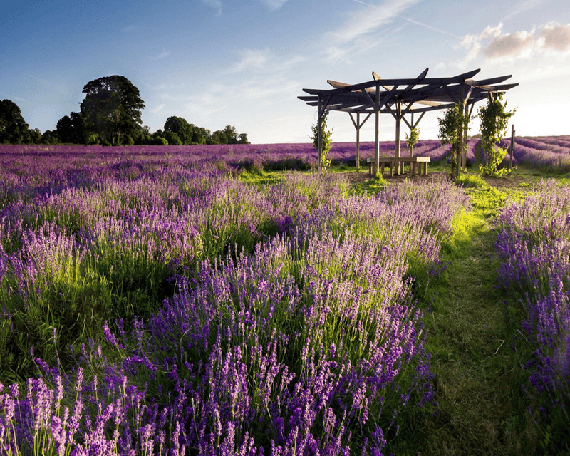 Dalat Lavender Garden near Tuyen Lam Lake