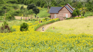 The Sunflower Garden at Dalat Milk Farm