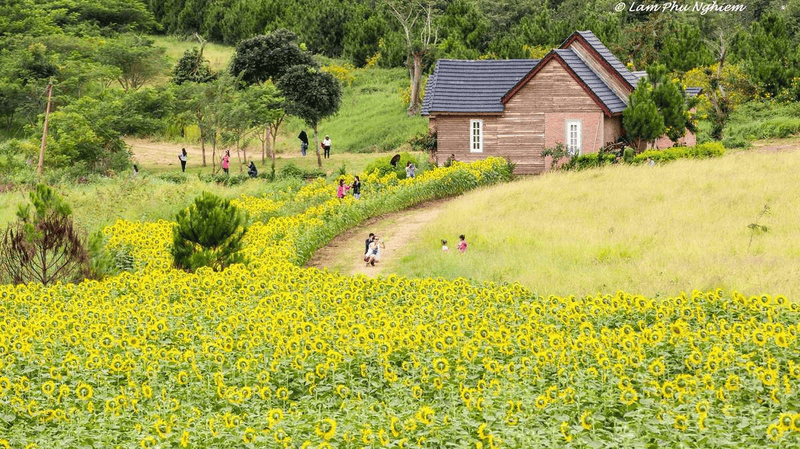 The Sunflower Garden at Dalat Milk Farm