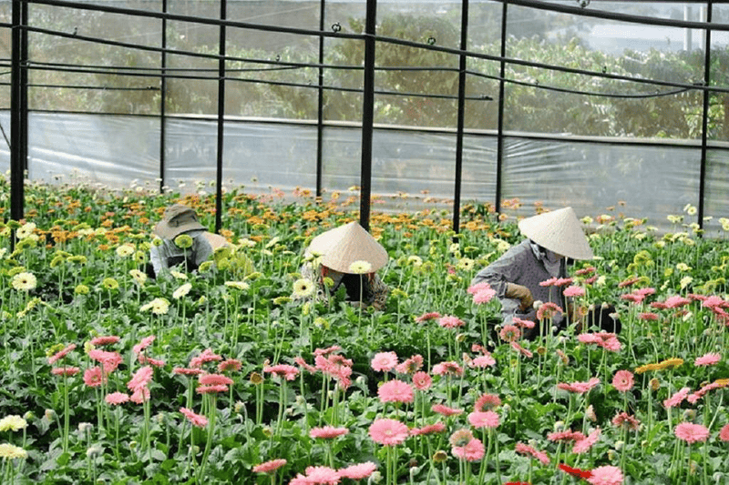 Thai Phien Dalat Flower Garden: