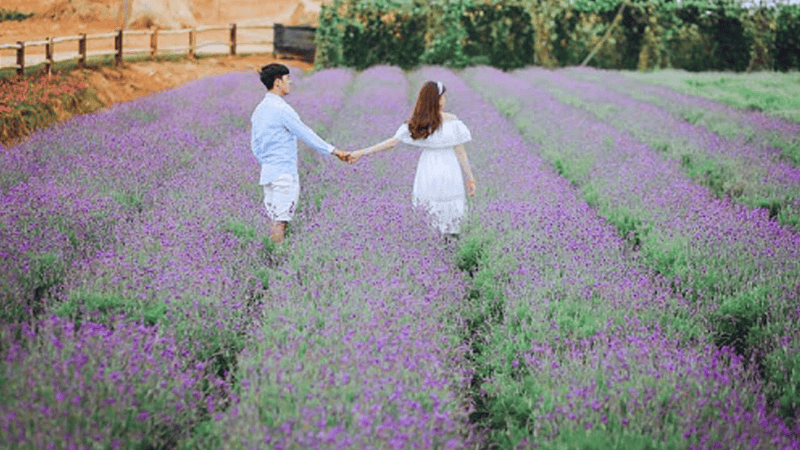 Dalat Lavender Garden on Cau Dat Tea Hill: