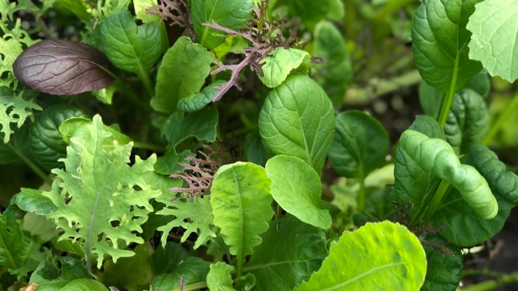 Key dishes to discover during your time at Pu Luong Peak - Local Vegetables and Herbs