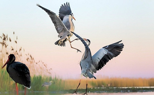 Vam Ho Bird Sanctuary is a haven for nature lovers and birdwatchers