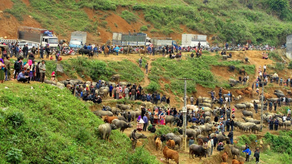 Unique Can Cau Buffalo Market (Si Ma Cai)
