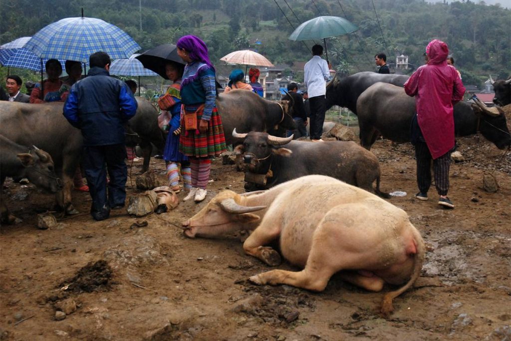 A one-of-a-kind experience in the Bac Ha Buffalo Market