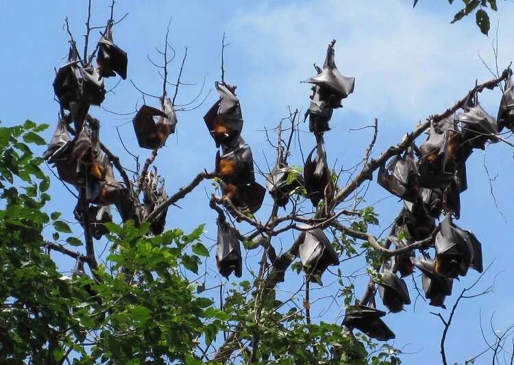 Bat Pagoda is the colony of large fruit bats