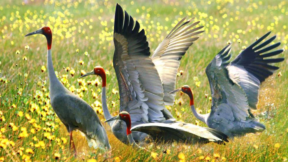 The park thrives as a sanctuary rare and endangered birds