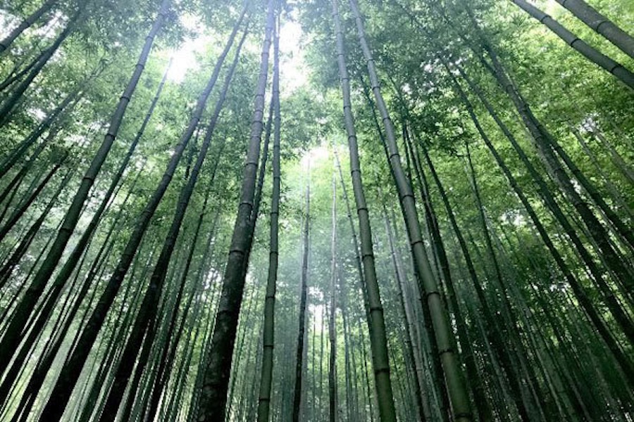 Bamboo Forest in Na Hang Tua Village