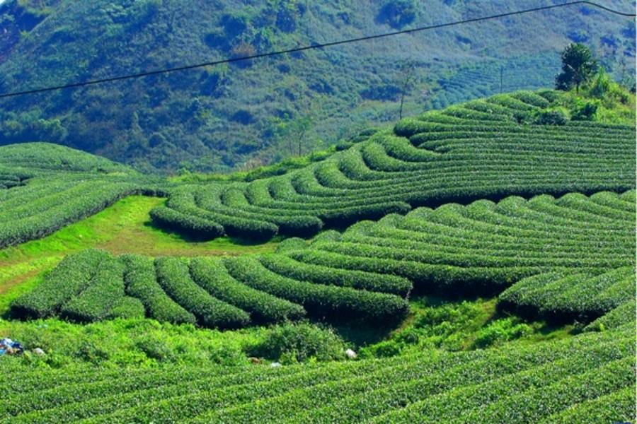 Tan Cuong Tea Hills