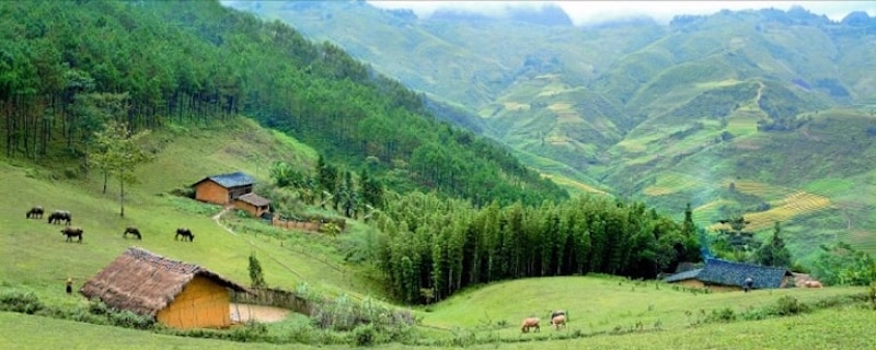 Yen Minh Pine Forest: The unique features of Ha Giang