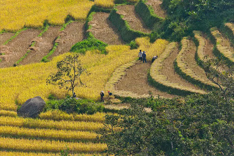 Admire the picturesque terraced rice fields