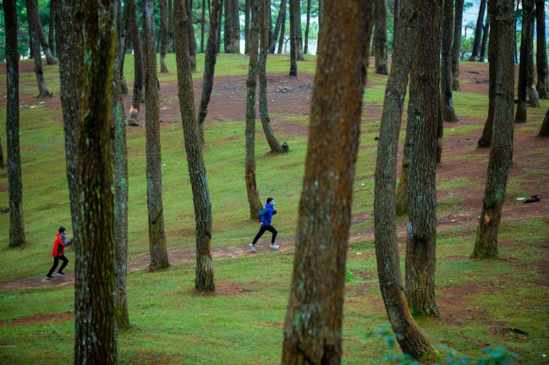 Yen Minh pine forest