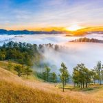 The beauty of Yen Minh pine forest