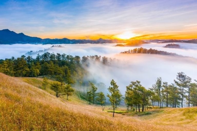 The beauty of Yen Minh pine forest