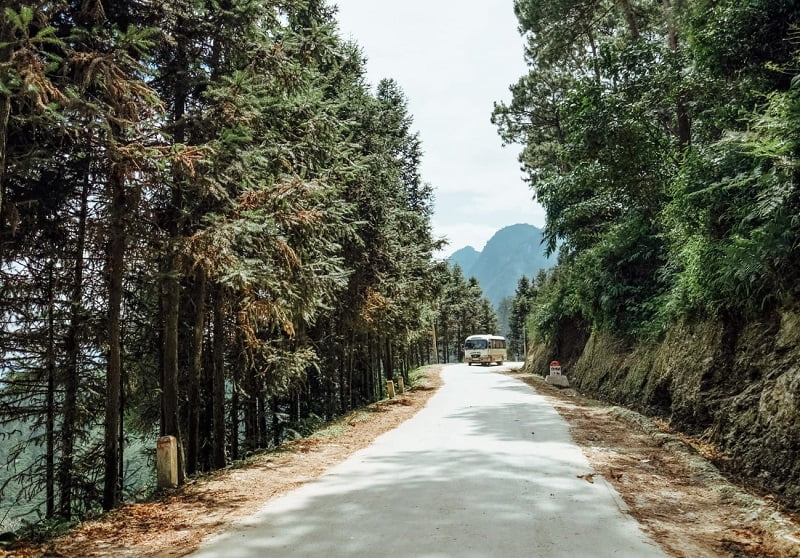 Where Yen Minh pine forest is located