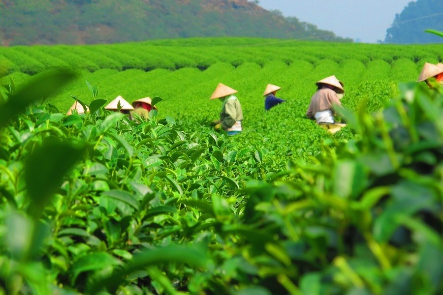 Tan Cuong Tea Hill