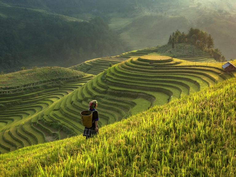 Muong Hoa Valley is a wide, fertile valley with beautiful terraced rice fields