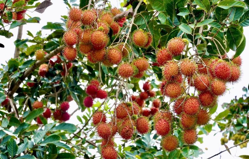 Best time to visit An Binh Island