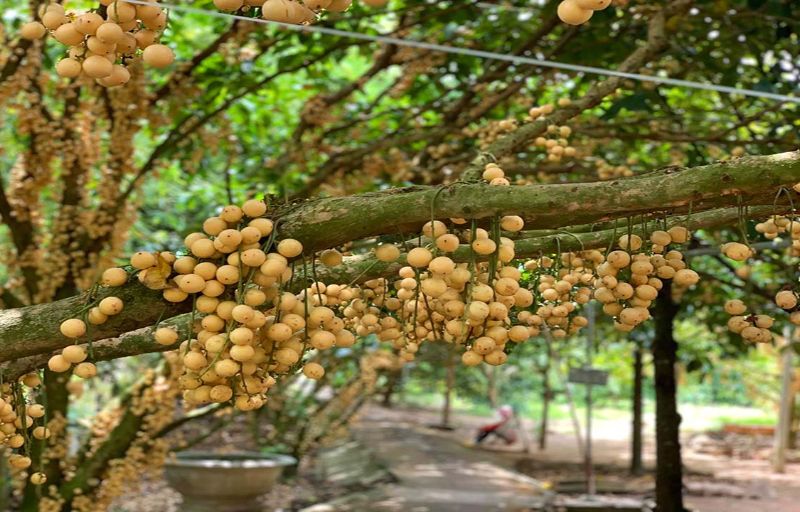 Suggested itinerary for An Binh Island