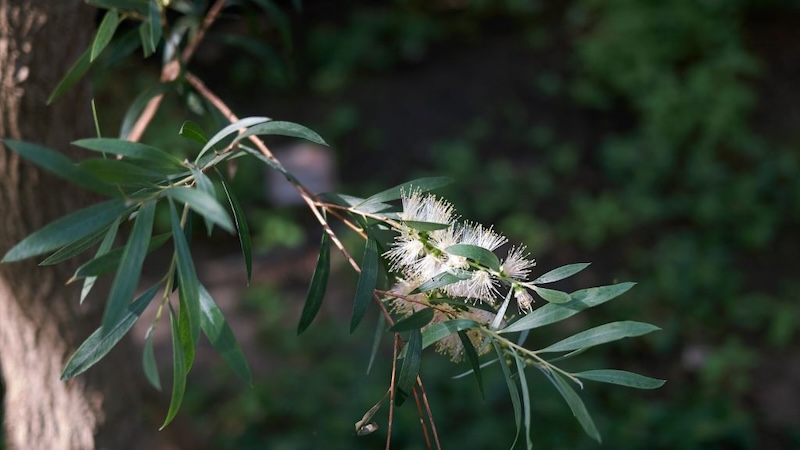 Phu Quoc National Park reviews have been excellent recently due to the preserved ecosystem's constant lushness