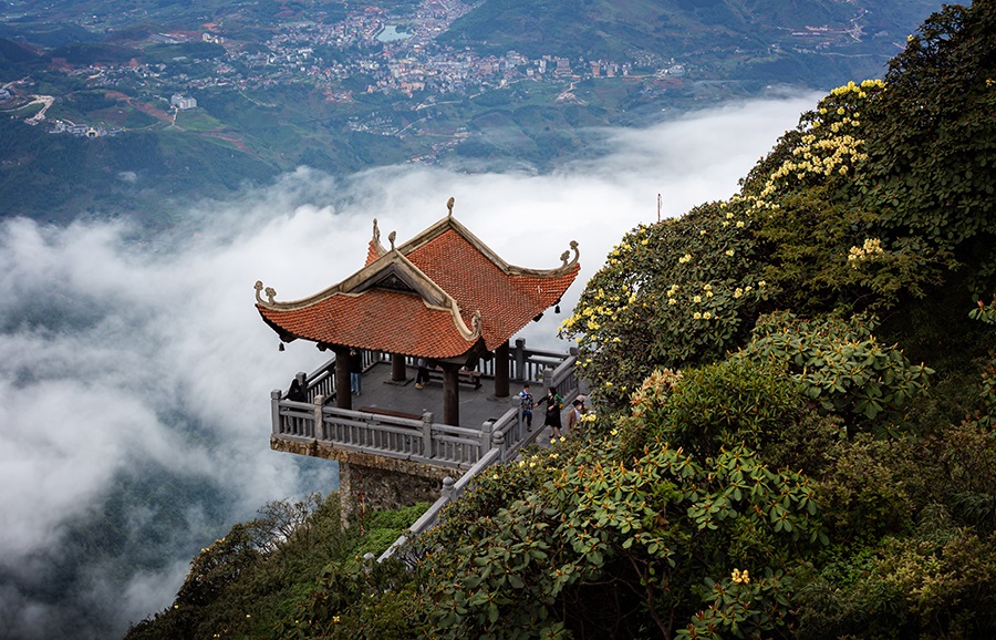 Rhododendron flowers blend into the sea of ​​clouds on Fansipan mountain