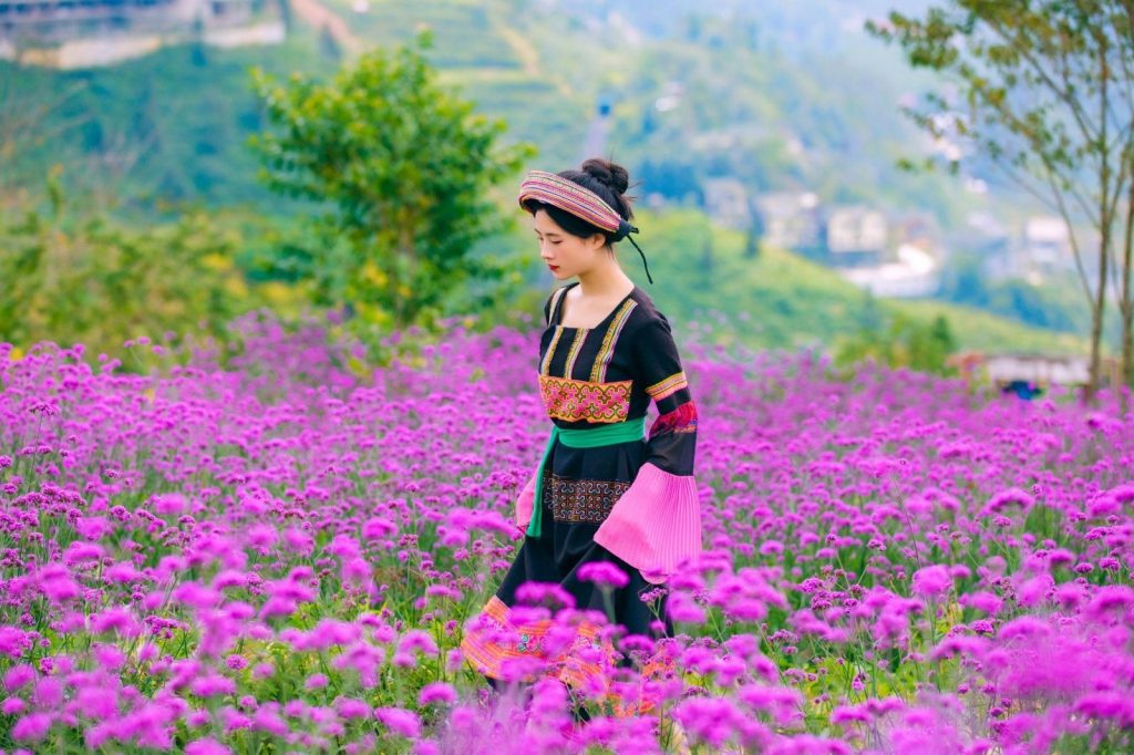 Valley of Verbena flowers blooming in September